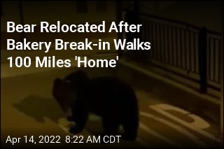 Bear Relocated After Bakery Break-in Walks 100 Miles &#39;Home&#39;