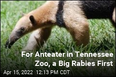 For Anteater in Tennessee Zoo, a Big Rabies First