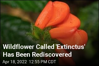 Wildflower Called &#39;Extinctus&#39; Has Been Rediscovered