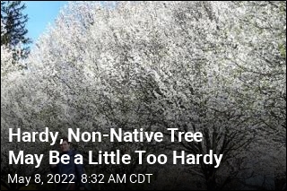 Hardy, Non-Native Tree May Be a Little Too Hardy