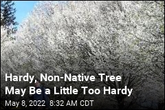 Hardy, Non-Native Tree May Be a Little Too Hardy