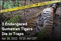3 Endangered Sumatran Tigers Die in Traps
