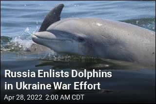 Russian Dolphins Join the War Effort