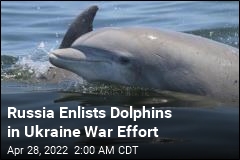 Russian Dolphins Join the War Effort