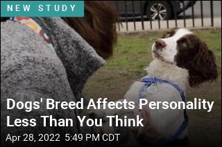 Dogs&#39; Breed Affects Personality Less Than You Think