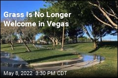 Now Unwelcome in Vegas: Grass