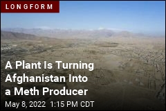 A Plant That Grows in Afghanistan Can Be Used to Make Meth