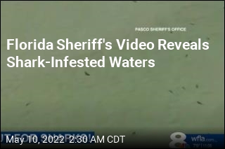 Florida Sheriff&#39;s Video Reveals Shark-Infested Waters