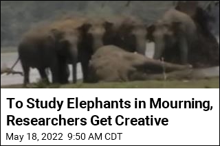 Researchers Tap YouTube to Study Elephants in Mourning