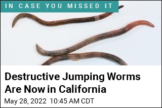 California&#39;s New Scourge: Creepy Jumping Worms