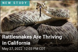 One Creature Is Thriving in a Hotter California