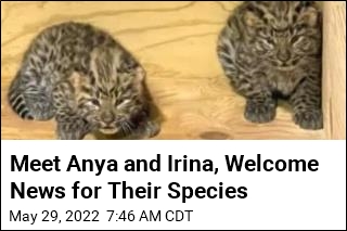 Meet Anya and Irina, Welcome News for Their Species