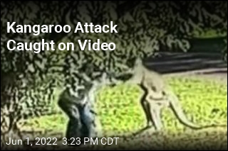 Kangaroo Attack Caught on Video