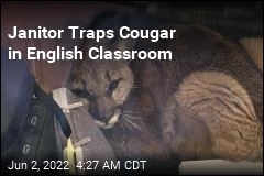 &#39;Lost&#39; Mountain Lion Gets Trapped in Classroom