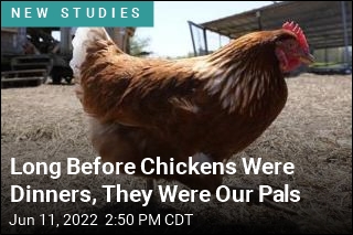 Humans Revered Chickens for Centuries Before Eating Them