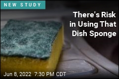 Bacteria Thrive in Dish Sponges, So Experts Have Suggestions