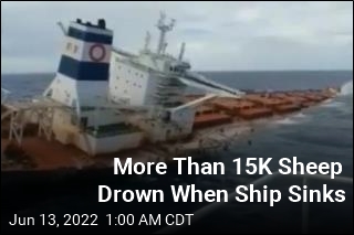 15K Sheep Drown When Ship Sinks