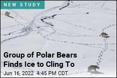 Group of Polar Bears Finds Ice to Cling To