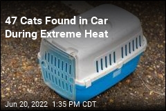 47 Cats Rescued From Hot Car