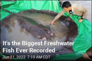 That&#39;s One Huge, Record-Setting Stingray