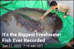 That&#39;s One Huge, Record-Setting Stingray