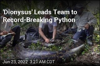 Team Hauls in Biggest Python Ever Found in Florida