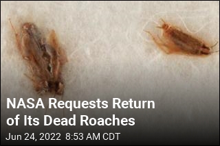NASA Requests Return of Dead Roaches, Plus Their Lunar Meal