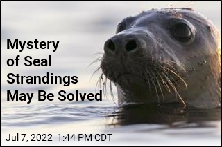 Seals Appear to Be Dying of Avian Flu