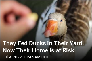 They Fed Ducks in Their Yard. Now Their Home Is at Risk