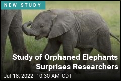 Study of Orphaned Elephants Surprises Researchers