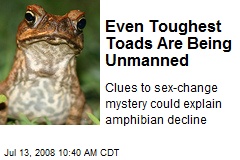 Even Toughest Toads Are Being Unmanned