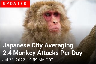 Monkey Terrorizes Japanese City