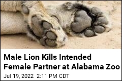 Male Lion Kills Intended Female Partner at Alabama Zoo