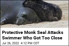 Hawaii Monk Seal Charges at Swimmer Who Got Too Close