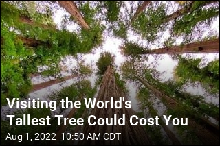 Visit the World&#39;s Largest Tree and You Could End Up in Jail
