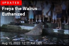 Officials Urge Norwegians to Stay Away From Walrus