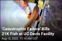 &#39;Catastrophic Failure&#39; Hits Fish Research Facility