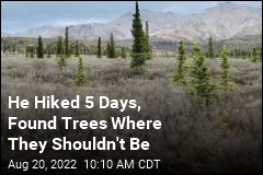 He Hiked 5 Days, Found Trees Where They Shouldn&#39;t Be