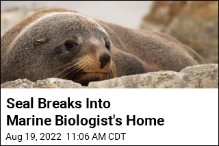 Seal Breaks Into Marine Biologist&#39;s Home