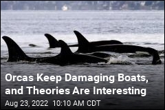 Something Weird Is Happening With Orcas and Boats