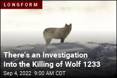 The Killing of Wolf 1233