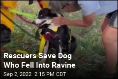 Rescuers Save Deaf Dog Who Fell Into Ravine