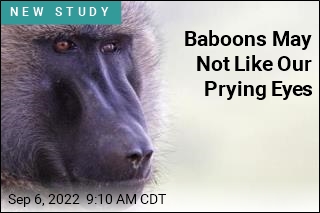 Baboons May Not Like Our Prying Eyes