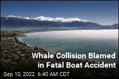 Whale Collision Blamed in Fatal Boat Accident