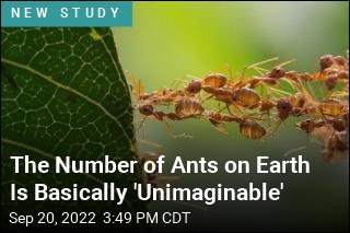 For Every Person on Earth, There Are 2.5M Ants