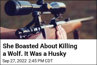 She Boasted About Killing a Wolf. It Was a Husky