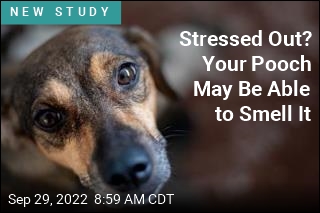 Man&#39;s Best Friend May Be Able to Sniff Out Your Stress
