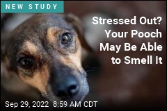 Man&#39;s Best Friend May Be Able to Sniff Out Your Stress