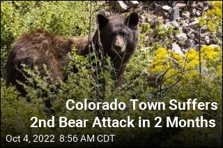 Colorado Town Suffers 2nd Bear Attack in 2 Months