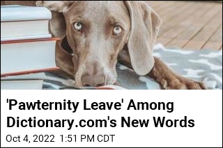 &#39;Pawternity Leave&#39; Among Dictionary.com&#39;s New Words